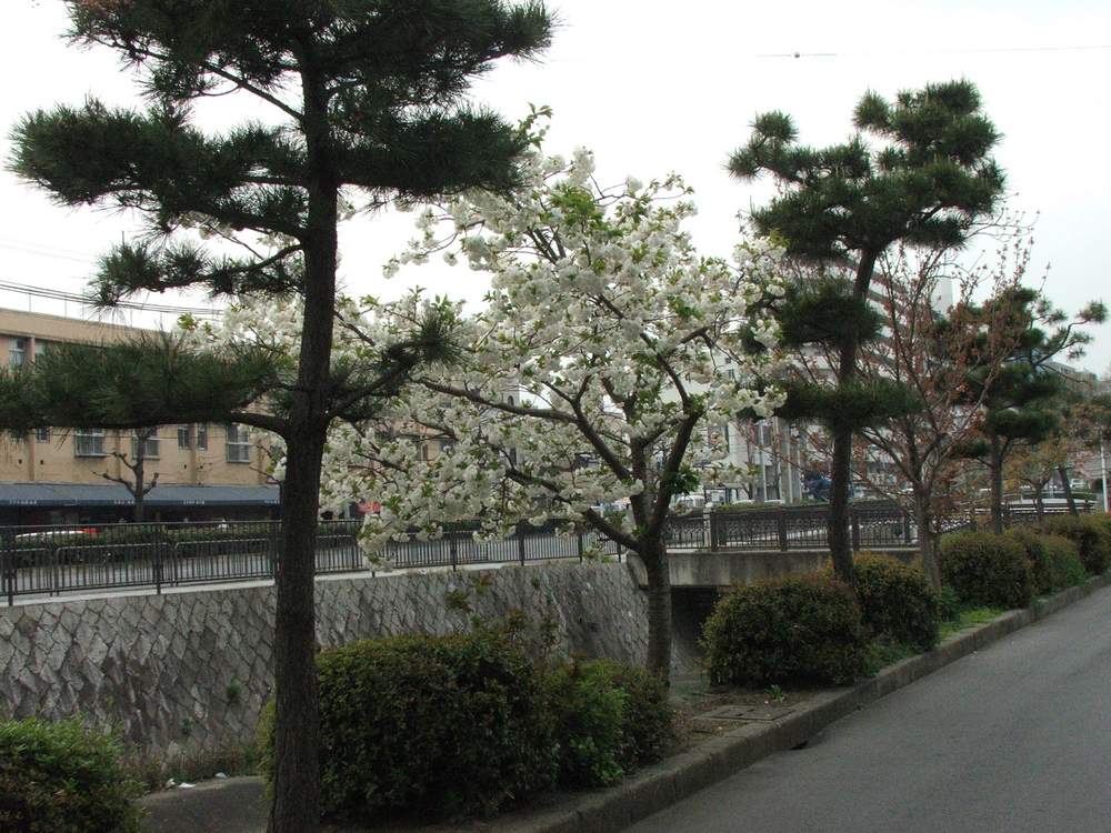 Nastpny