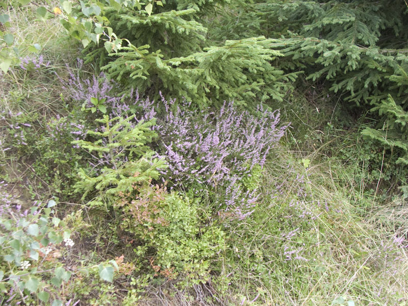 DSCF4112